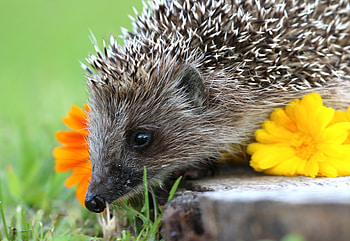 Animals, Flower, Thorns, Prickles, Hedgehog HD wallpaper