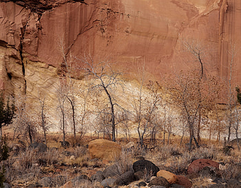 Nature, Trees, Stones, Autumn, Canyon, Sand, Wall HD wallpaper
