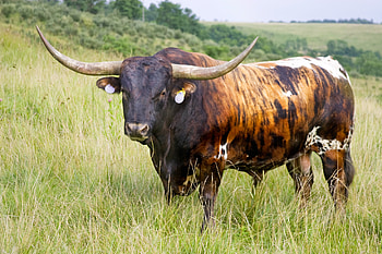 Longhorn cattle , Animal hq, , 2019 HD wallpaper