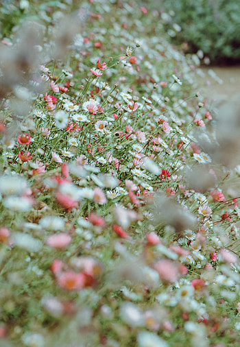 Flowers, Pink, Camomile, Flower Bed, Flowerbed HD phone wallpaper