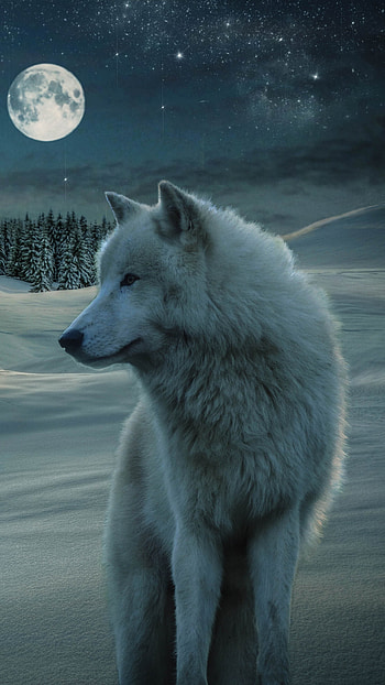 wolf, Stunning , Visual masterpiece, Artistic representation HD phone wallpaper