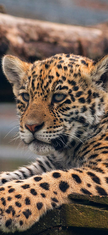 Leopard, leopard cub, Baby animal, Predator HD phone wallpaper