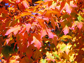 Golden Red Autumn, beautiful fall, beautiful autumn day, purple tree, beautiful fall scenery, fall bridge, red trees, purple autumn, fall day, autumn foliage, orange tree, fall leaves, autumn colors, fall forest, fall colors, fall land, beautiful autumn, autumn day, purple fall, new england fall colors, autumn forest, pink autumn, fall road, pink fall, autumn landscape, autumn scenery, fall foliage, autumn bridge, autumn, beautiful fall day, autumn lake, fall, fall scenery, beautiful autumn scenery, autumn leaves, fall lake, new england, fall trees, autumn trees HD wallpaper