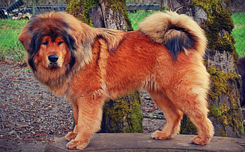 Brown Tibetan Mastiff, animal, dog, brown, mastiff, tibetan HD wallpaper