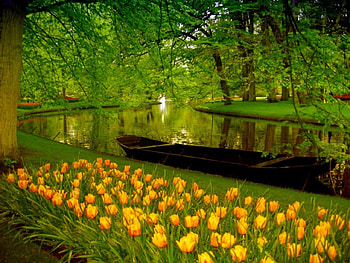 River in park, river, boat, tulips, small, nice, reflection, trees, greenery, amazing, water, canoe, beautiful, grass, park, pretty, green, yellow, nature, flowers, lovely HD wallpaper