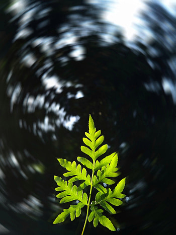 Nature, Plant, Blur, Smooth, Sheet, Leaf, Focus HD phone wallpaper