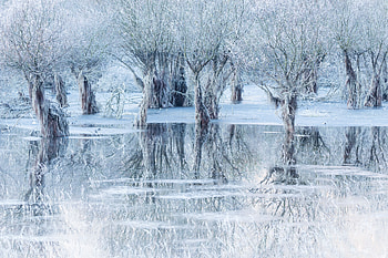 nature, reflection HD wallpaper