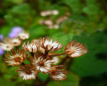 flowers, zavaidoc, rain, green HD wallpaper