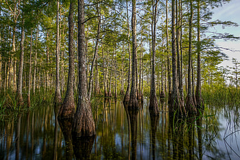 Nature, Water, Trees, Reflection HD wallpaper