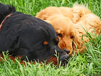 Animals, Dogs HD wallpaper