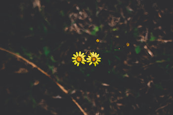 Flowers, Dark, Couple, Pair, Dark Background, Stem, Stalk HD wallpaper