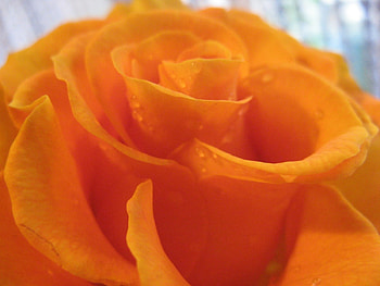 Plants, Flowers, Roses HD wallpaper