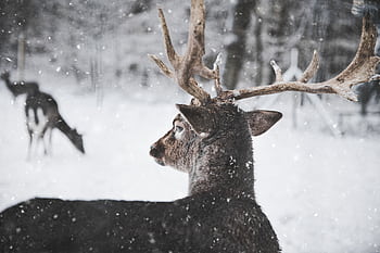 Close-up of a deer with antlers in a snowy forest, capturing the essence of wildlife in winter. HD wallpaper