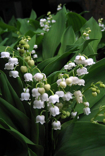 Lily of the Valley, Lily bouquet, Floral beauty, Nature's gift HD phone wallpaper