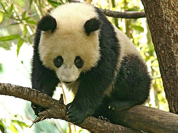PANDA BEAR, cute, wild, bear, panda HD wallpaper