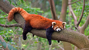 Red Panda, animal, nature, bear HD wallpaper