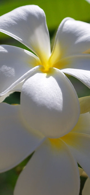 Vibrant flower display, floral beauty, Mobile charm HD phone wallpaper