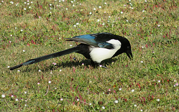 Magpie, animal, grass, bird HD wallpaper