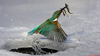 Kingfisher Birds Animals Nature Wildlife Fishing Water HD wallpaper