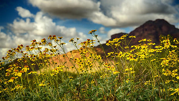 Wildflowers in the Sonoran Desert in the springtime, arizona, blossoms, clouds, sky, flowers, mountains, usa HD wallpaper