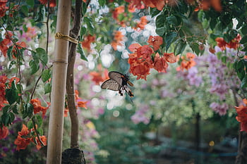 A butterfly on bougainvillea flowers capturing the essence of nature and pollination. HD wallpaper