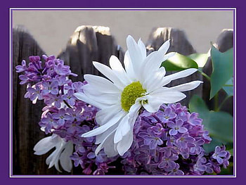 sweet memory, rural, daisy, lilac, fence HD wallpaper