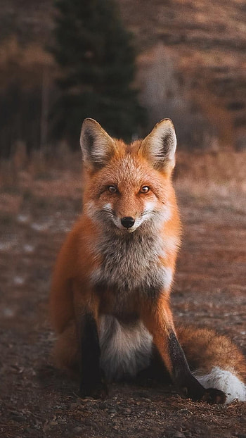 Fox, Wild Animal HD phone wallpaper