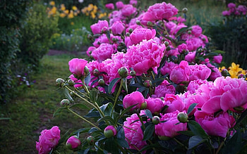 Peonies, Latvia, pink, flowers HD wallpaper