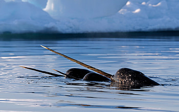 Narwhal, , Green whale, Canada HD wallpaper
