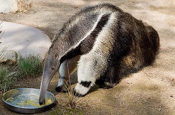Frank brokers deal, Anteater, Orange county register, Giant anteater HD wallpaper