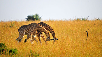 Uganda travels, Spectacular primates, Wildlife safari, Group and family tours HD wallpaper