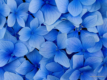 Plants, Flowers, Background HD wallpaper