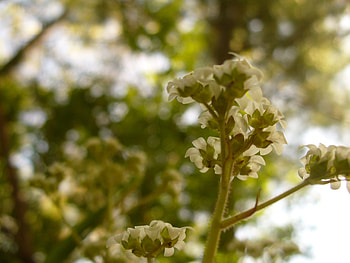 Heaven, white, light, flower HD wallpaper