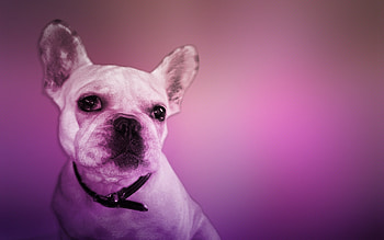 Animals, Dogs HD wallpaper