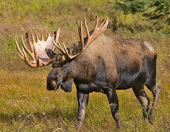 Alaska Moose, alaska, grass, big, moose HD wallpaper