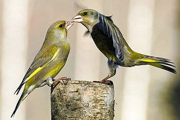 Love Birds, cool, birds, , love HD wallpaper