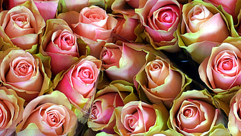 Bouquet, flowers, roses, fresh HD wallpaper