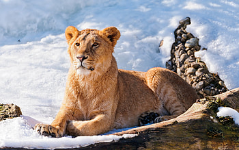 Snow, Animal, Lion HD wallpaper