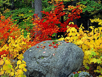 Plants, Landscape, Stones, Autumn, Leaves HD wallpaper
