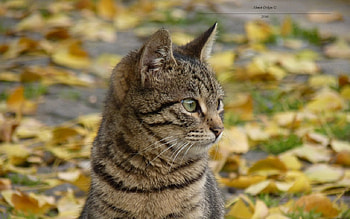 Autumn Cat, pisica HD wallpaper