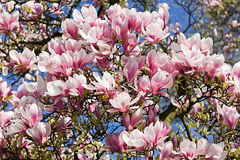 Garden magnolia, Planting guide, Magnolia beauty, Garden landscaping HD wallpaper