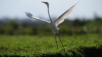 Crane bird , Exquisite avian, Nature's wonders, Feathered beauty HD wallpaper