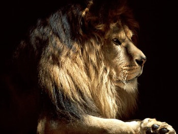 Lion, lions, animals HD wallpaper