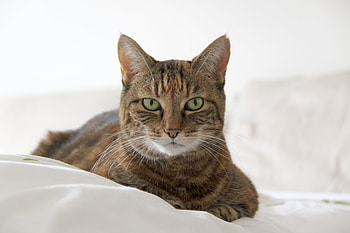Animals, Cat, Lies, Muzzle, Striped HD wallpaper