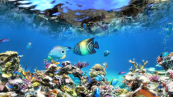 Live aquarium 2 HD wallpaper