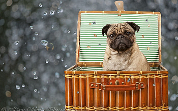 Animals, Sit, Dog, Puppy, Basket, Pug HD wallpaper