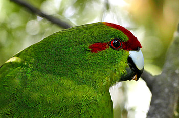 Animals, Parrots, Feather, Bird HD wallpaper