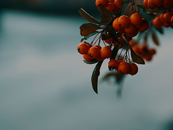 Autumn, Berries, Macro, Branch, Rowan HD wallpaper