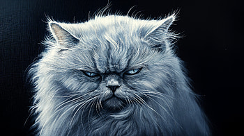 Majestic Persian Cat - Stunning Ultra, cat, persian cat, fluffy HD wallpaper