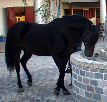 Thirsty Andalusian, andalusian horse, horses, spanish horse, animals HD wallpaper